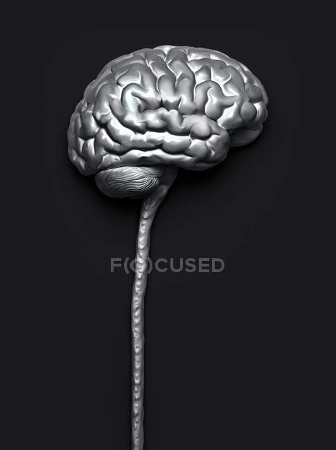 Cerveau humain et moelle épinière, illustration informatique — Photo de stock