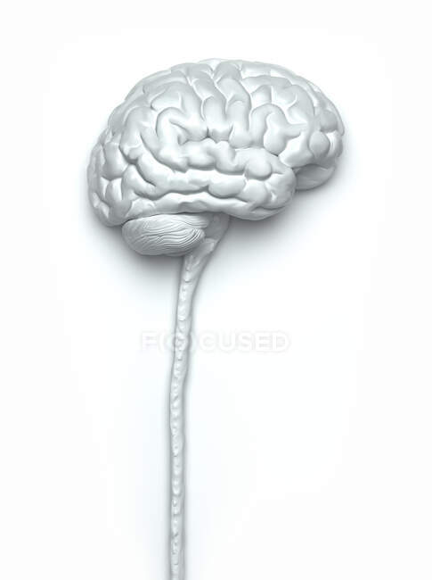 Людський мозок і спинний мозок, комп'ютерна ілюстрація — стокове фото