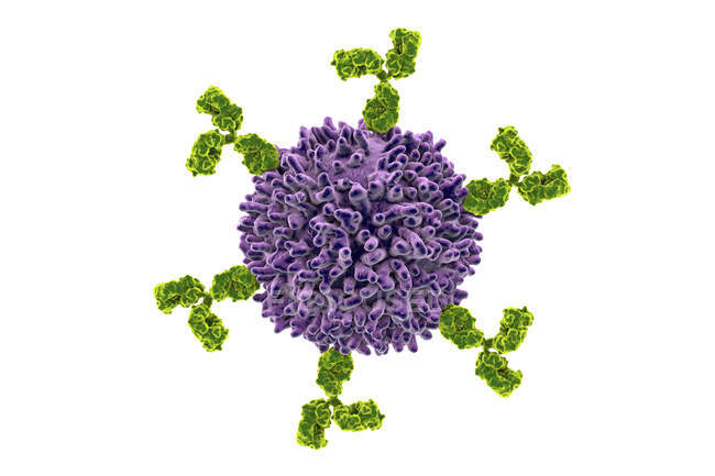Células B e anticorpos, ilustração computacional — Fotografia de Stock