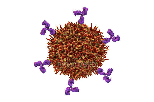 Cellule B e anticorpi, illustrazione computerizzata — Foto stock