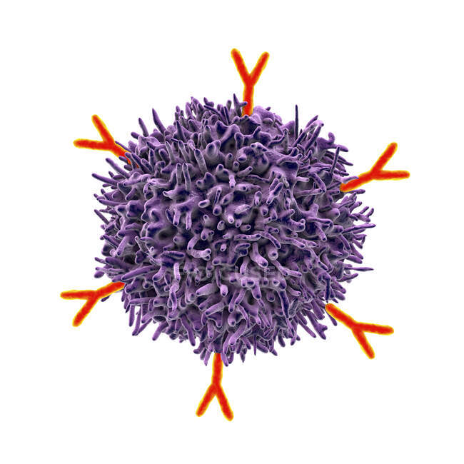 B cell and antibodies, computer illustration — Stock Photo