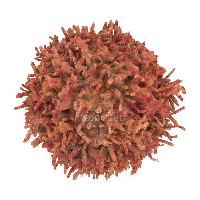 B-lymphocyte cells, computer illustration — Stock Photo