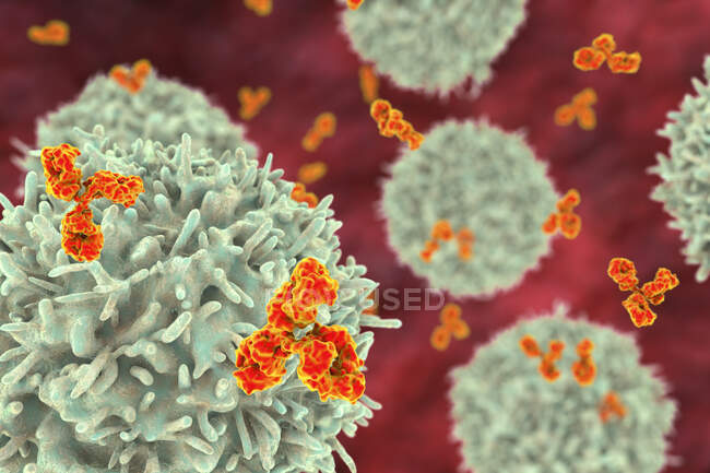 B cells and antibodies, computer illustration. — Stock Photo