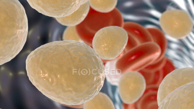 Computer illustration of unicellular fungus (yeast) Candida auris — Stock Photo