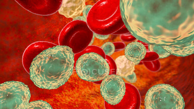Ilustración por ordenador de hongos unicelulares (levadura) Candida auris - foto de stock