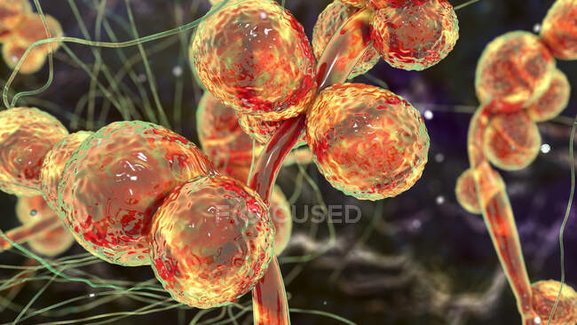 Компьютерная иллюстрация одноклеточного грибка (дрожжей) Candida auris — стоковое фото