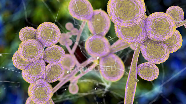Комп'ютерна ілюстрація одноклітинних грибів (дріжджів) Candida auris — стокове фото