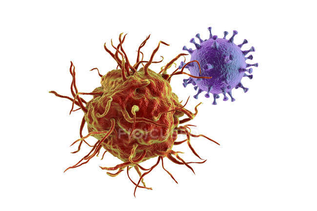Interaction between virus and dendritic cell, computer illustration. Dendritic cells play a crucial role in initiating immune responses against viruses — Stock Photo
