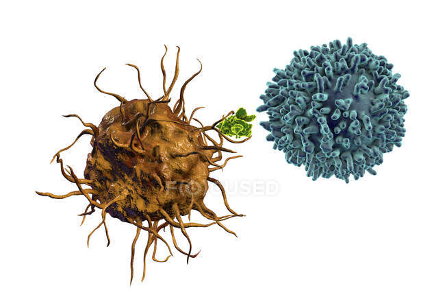 Дендрична клітина презентує антиген Т-клітині, комп'ютерній ілюстрації. Дендритні клітини відіграють важливу роль у ініціації імунних реакцій проти вірусів. Вони розпізнають віруси, що надходять, і доносять свої антигени Т - клітинам.. — стокове фото