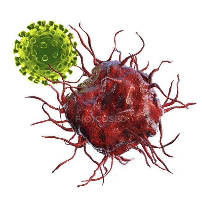 Взаимодействие вируса и дендритных клеток, компьютерная иллюстрация. Дендритные клетки играют решающую роль в инициировании иммунных реакций против вирусов — стоковое фото