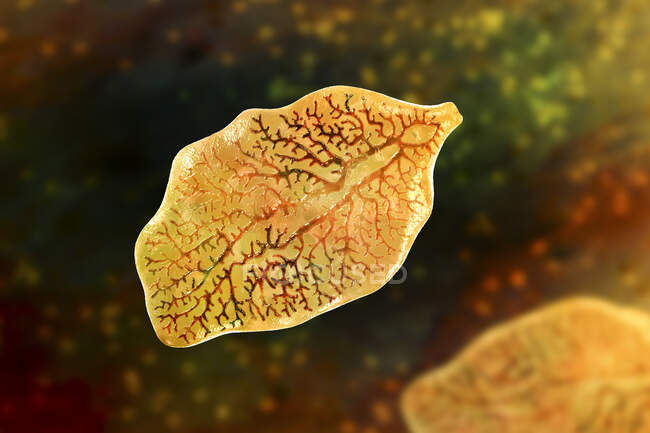Liver fluke. Computer illustration of adult liver fluke (Fasciola hepatica), parasite of sheep, cattle and humans. Humans ingest fluke larvae by eating infested vegetation — Stock Photo
