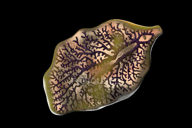 Acidente de fígado. Ilustração computadorizada de fígado adulto (Fasciola hepatica), parasita de ovinos, bovinos e humanos. Os seres humanos ingerem larvas de vermes comendo vegetação infestada — Fotografia de Stock