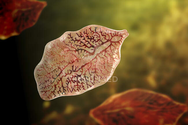 Acidente de fígado. Ilustração computadorizada de fígado adulto (Fasciola hepatica), parasita de ovinos, bovinos e humanos. Os seres humanos ingerem larvas de vermes comendo vegetação infestada — Fotografia de Stock