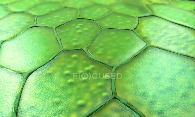 Cellules végétales, illustration 3D — Photo de stock