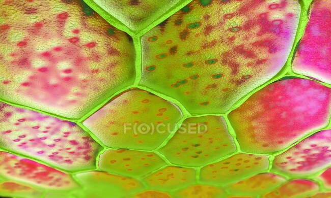 Cellule vegetali, illustrazione 3d — Foto stock