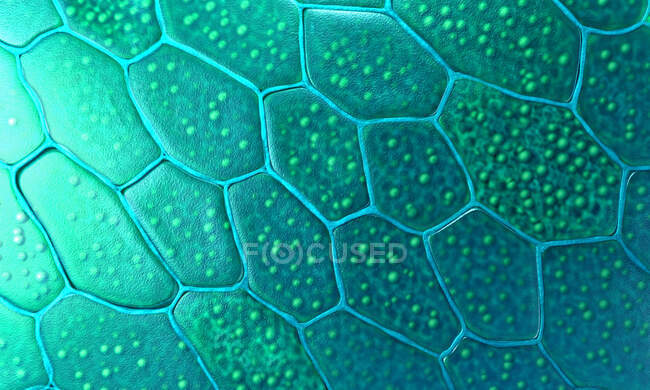 Cellules végétales, illustration 3D — Photo de stock