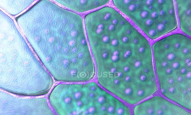Células vegetales, ilustración 3d - foto de stock