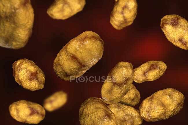 Illustration informatique de Haemophilus influenzae, bactérie coccobacille — Photo de stock