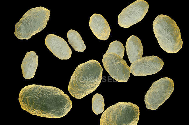 Ilustración por ordenador de Haemophilus influenzae, bacterias coccobacillus - foto de stock