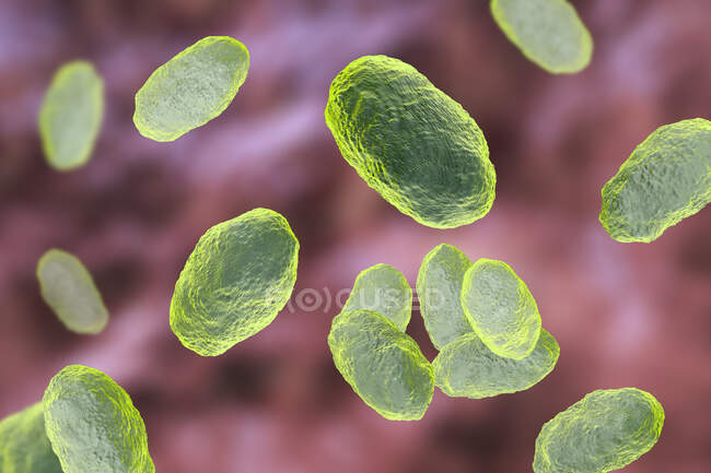 Ilustración por ordenador de Haemophilus influenzae, bacterias coccobacillus - foto de stock