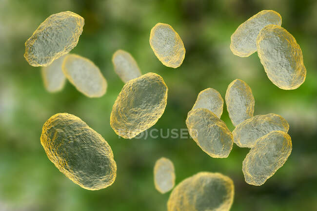 Illustrazione computerizzata dei batteri Haemophilus influenzae, coccobacillus — Foto stock