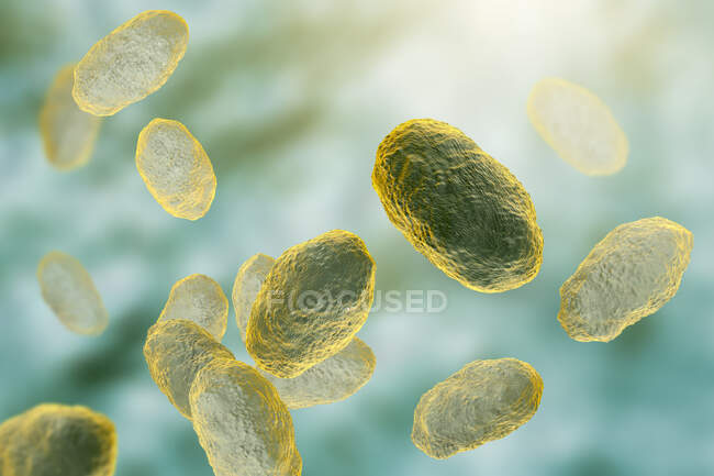 Computer illustration of Haemophilus influenzae, coccobacillus bacteria — Stock Photo