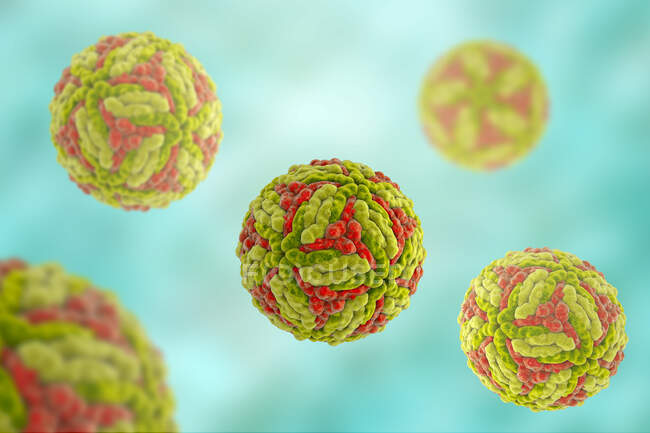 Японський вірус енцефаліту (JEV), комп'ютерна ілюстрація. JEV - це РНК (рибонуклеїнова кислота), вірус родини Флавівірьових. — стокове фото