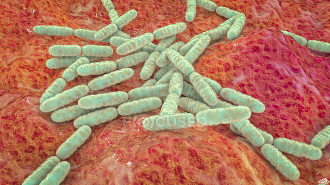 Лактобактерії, комп'ютерна ілюстрація. Основний компонент мікробів малого кишечника людини — стокове фото