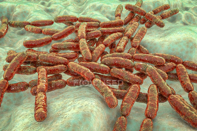 Бактерії Lactobacillus, комп'ютерна ілюстрація. Основний компонент людського малого кишкового мікробіому — стокове фото