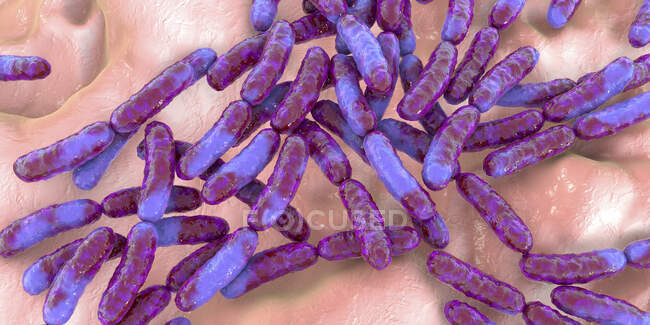 Бактерії Lactobacillus, комп'ютерна ілюстрація. Основний компонент людського малого кишкового мікробіому — стокове фото