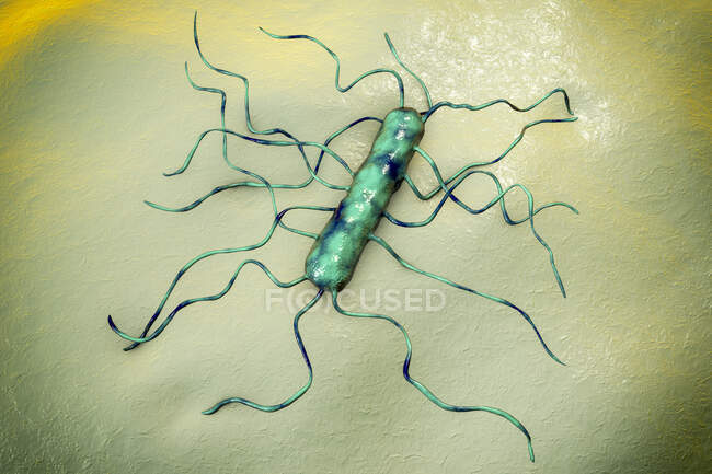 Listeria monocytogenes bacterium, компьютерная иллюстрация. L. monocytogenes - возбудитель листериоза человека. Листериоз заражается зараженной пищей. — стоковое фото