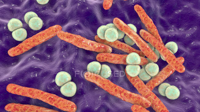 Компьютерная иллюстрация ко-инфекции с двумя основными респираторно-патогенными бактериями, Mycobacterium tuberculosis (в форме стержня) и Streptococcus pneumonia (сферическая
) — стоковое фото