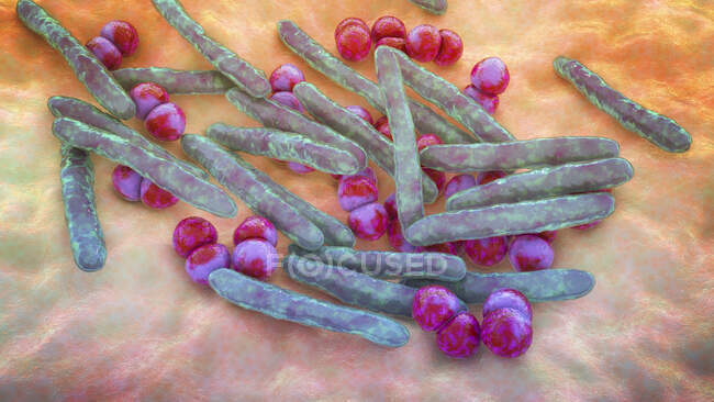 Компьютерная иллюстрация ко-инфекции с двумя основными респираторно-патогенными бактериями, Mycobacterium tuberculosis (в форме стержня) и Streptococcus pneumonia (сферическая
) — стоковое фото