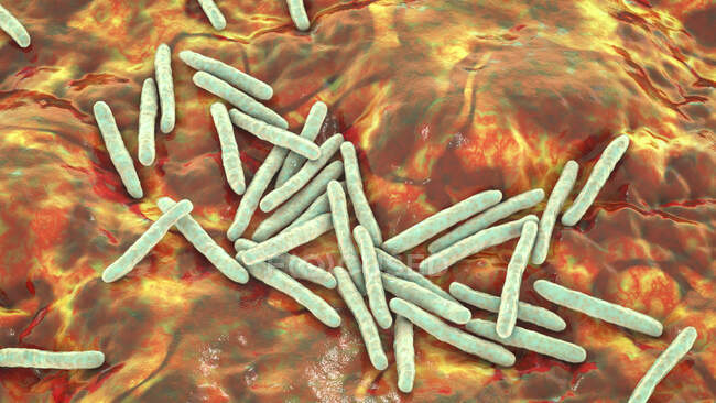 Бактерий туберкулеза. Компьютерная иллюстрация бактерий Mycobacterium tuberculosis, грамположительных палочкообразных бактерий, вызывающих туберкулез — стоковое фото
