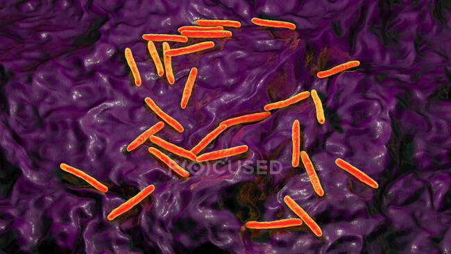 Бактерії туберкульозу. Комп'ютерна ілюстрація бактерій Mycobacterium tuberculosis, грам-позитивних паличкоподібних бактерій, які викликають хворобу туберкульозу. — стокове фото