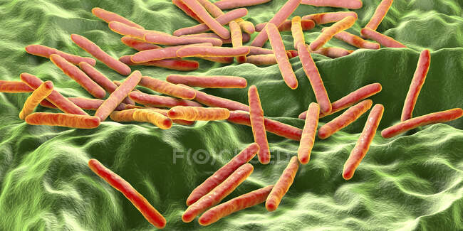 Бактерий туберкулеза. Компьютерная иллюстрация бактерий Mycobacterium tuberculosis, грамположительных палочкообразных бактерий, вызывающих туберкулез — стоковое фото