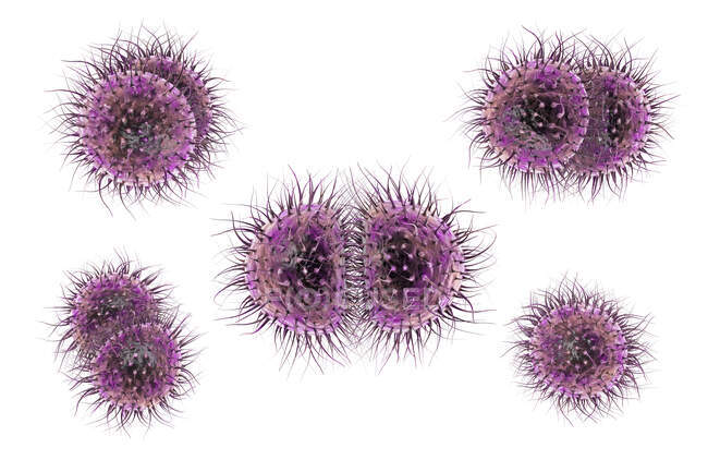 Bacteria meningitis (Neisseria meningitidis), ilustración por ordenador - foto de stock