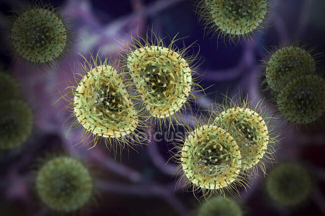 Meningitis-Bakterien (Neisseria meningitidis), Computerillustration — Stockfoto