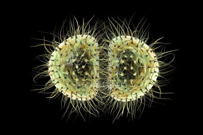 Бактерії менінгіту (Neisseria meningitidis), комп 