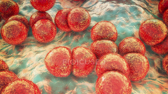 Streptococcus pneumoniae bacteria (pneumococci), computer illustration — Stock Photo