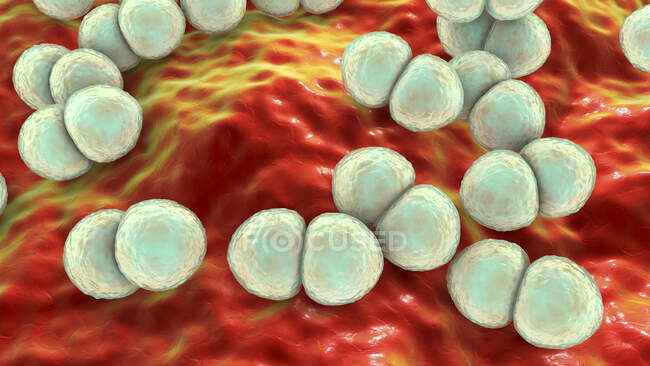 Streptococcus pneumoniae bacteria (pneumococci), computer illustration — Stock Photo