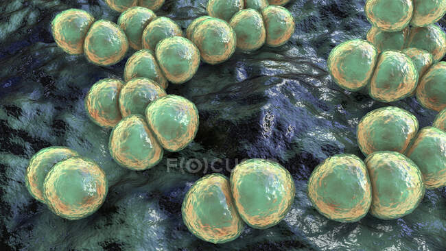 Streptococcus pneumoniae bacteria (neumococos), ilustración por ordenador - foto de stock