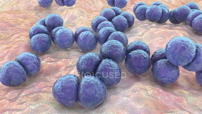 Streptococcus pneumoniae bacteries (pneumococci), комп'ютерна ілюстрація — стокове фото