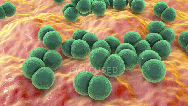 Streptococcus pneumoniae bacteries (pneumococci), комп'ютерна ілюстрація — стокове фото
