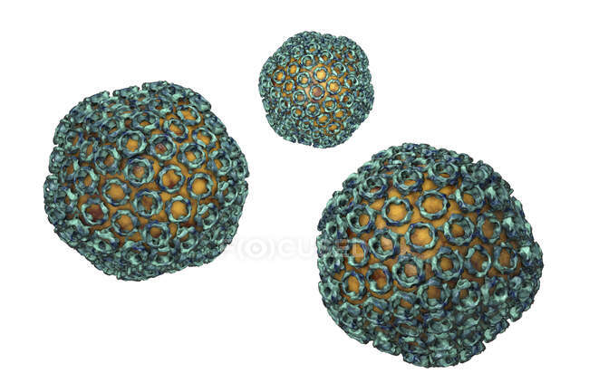 Partículas del virus de la fiebre del Valle del Rift, ilustración por computadora . - foto de stock