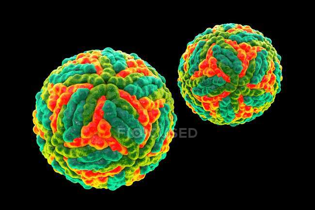 Partículas del virus de la encefalitis de St. Louis, ilustración informática - foto de stock