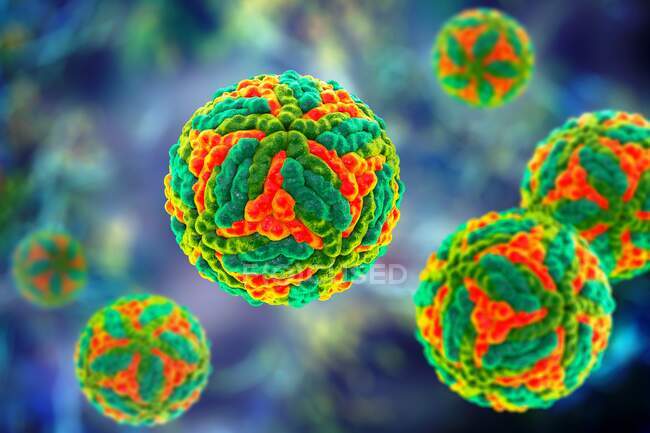 Partikel des St. Louis Enzephalitis Virus, Computerillustration — Stockfoto