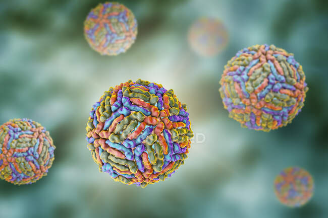 Particules de virus du Nil occidental, illustration informatique. Le virus du Nil occidental (VNO) est connu pour causer l'encéphalite chez les humains. — Photo de stock