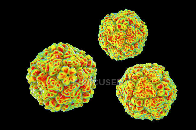 Enterovirus, illustration informatique. L'entérovirus est un genre de virus à ARN positif de la famille des Picornaviridae. — Photo de stock