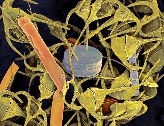 Plankton. Micrografo elettronico a scansione colorata (SEM) di plancton contenente principalmente dinoflagellati di ceratio. Sono presenti anche alcune diatomee. I dinoflagellati sono protozoi unicellulari — Foto stock